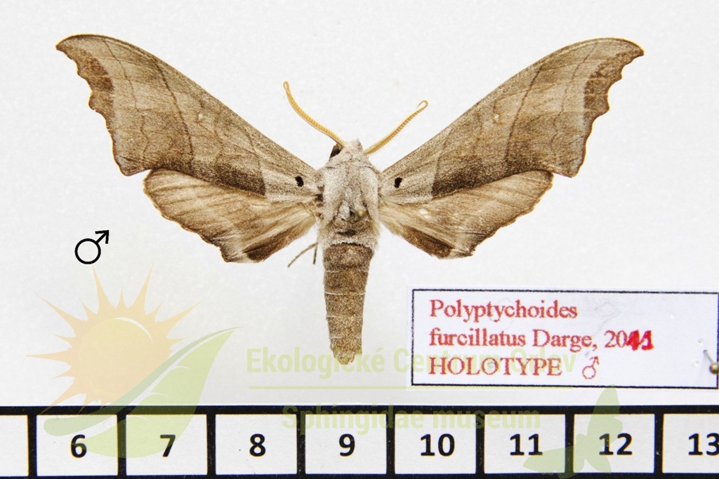 1102 Polyptychoides furcillatus 