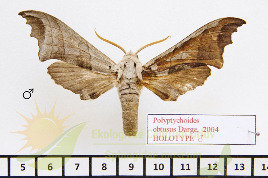 1105 Polyptychoides obtusus 