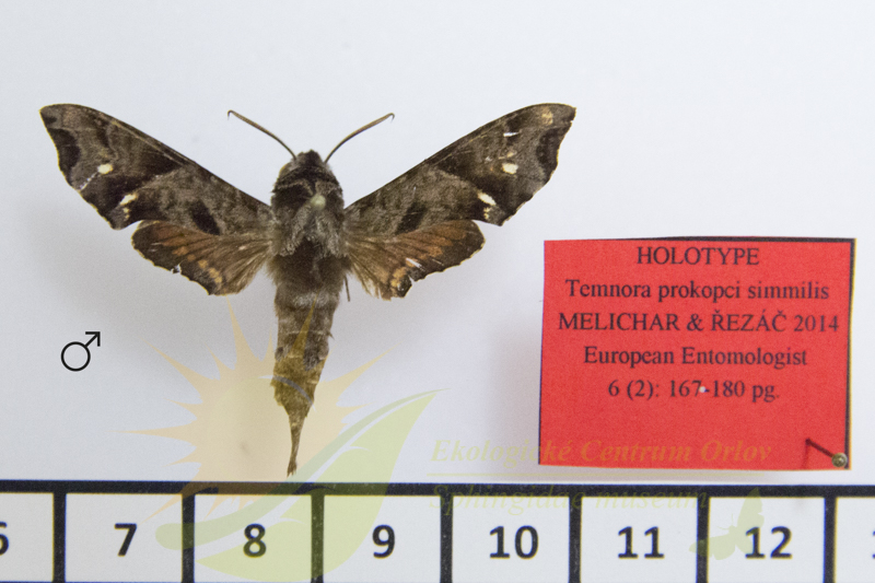 9120 Temnora prokopci similis