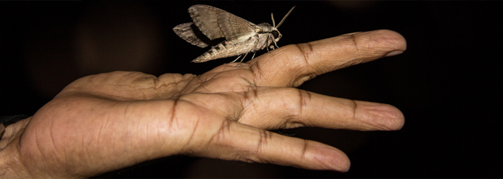 Motýl čeledi sphingidae